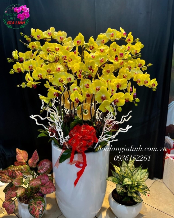 Chậu Lan Hồ Điệp  vàng - LHD 032