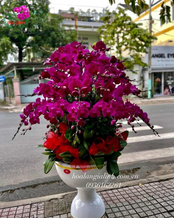 Chậu hoa lan hồ điệp tím