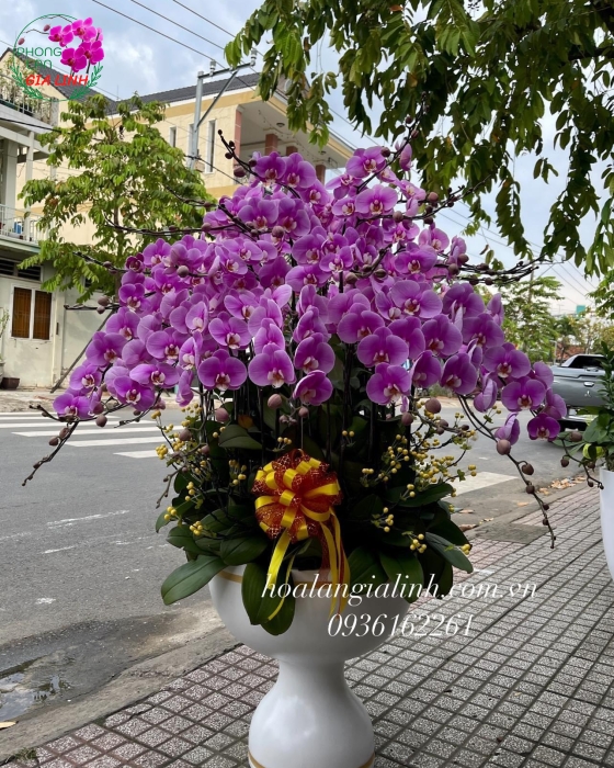 Chậu hoa lan hồ điệp hồng 