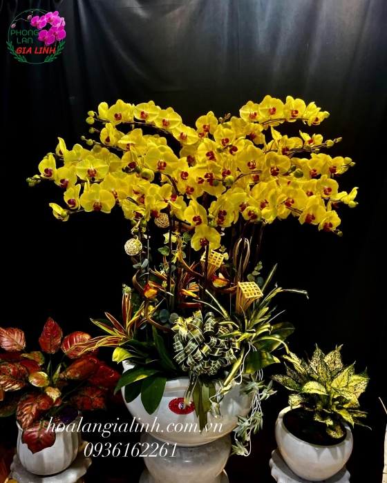 Chậu Lan Hồ Điệp Vàng - LHD 035