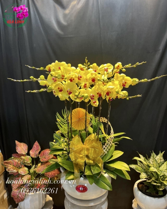 Hoa lan hồ điệp vàng - khởi đầu của sự tốt đẹp