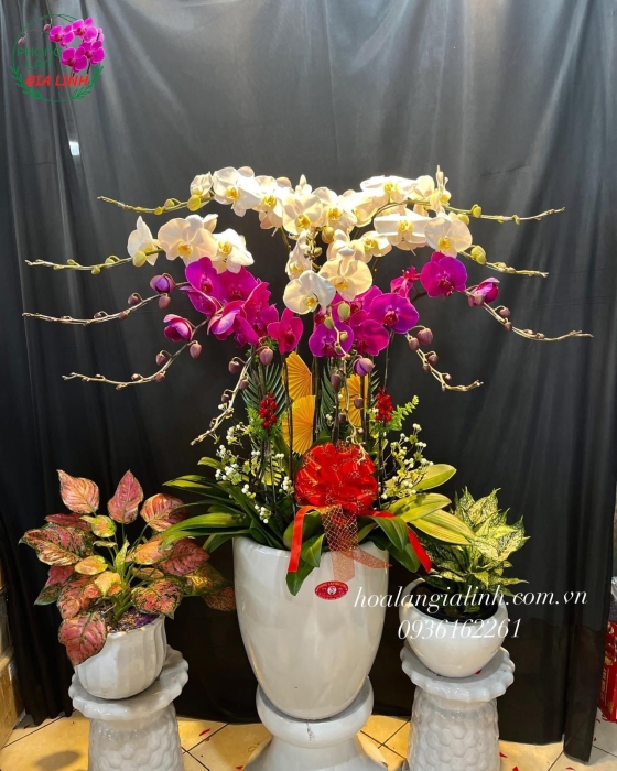 Chậu Hoa Lan Hồ Điệp Tím Hồng - Trắng