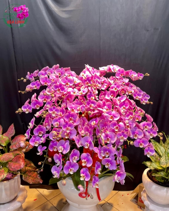 Chậu Lan Hồ Điệp Hồng - LHD0043