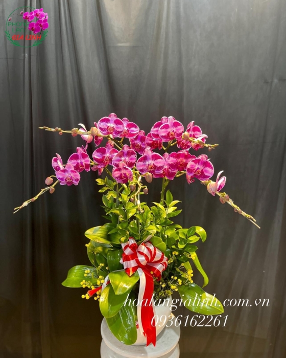 Chậu Lan Hồ Điệp Hồng - LHD0045