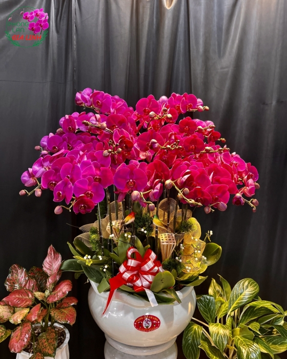 Chậu Lan Hồ Điệp Tím - LHD0047