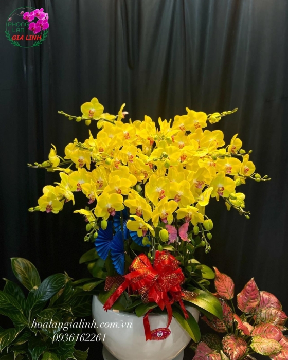 Chậu Lan Hồ Điệp Vàng- LHD0048