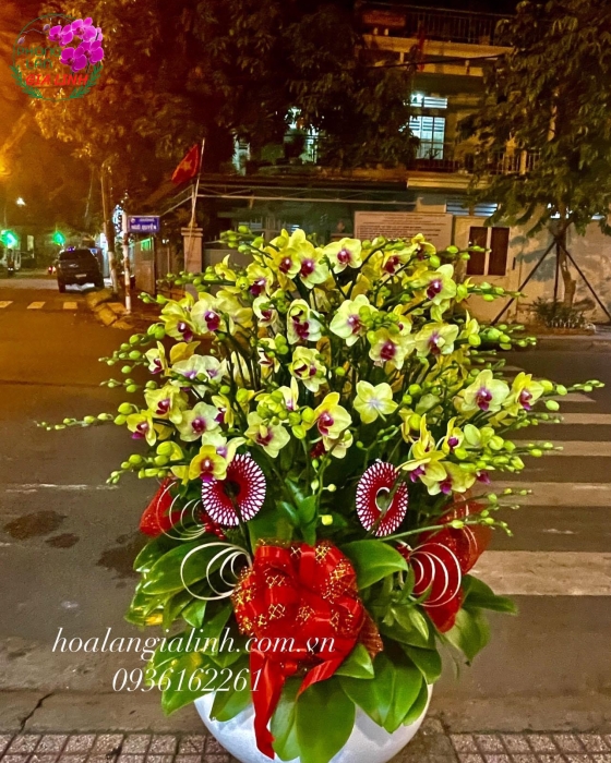 Chậu Lan Hồ Điệp - LHD0050