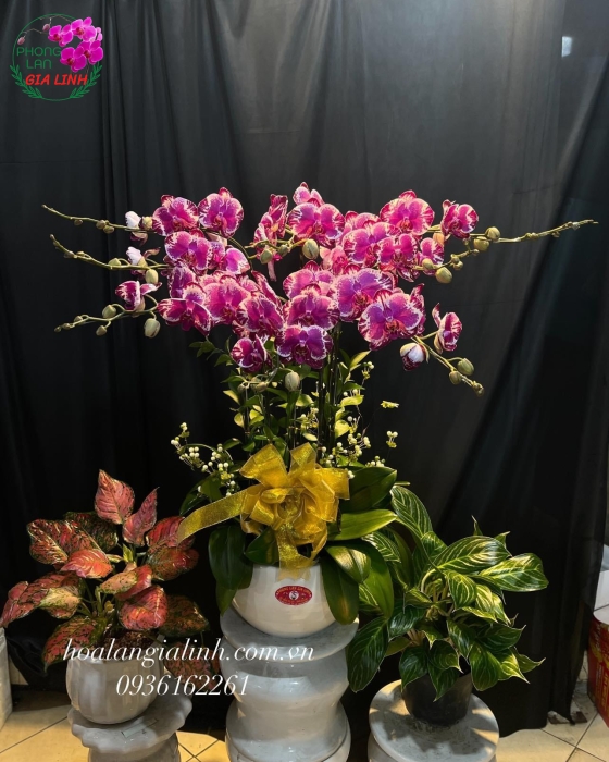 Chậu Lan Hồ Điệp Hồng - LHD0051