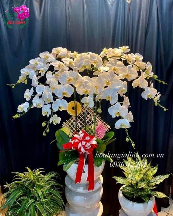 Chậu Lan Hồ Điệp Trắng - LHD0053