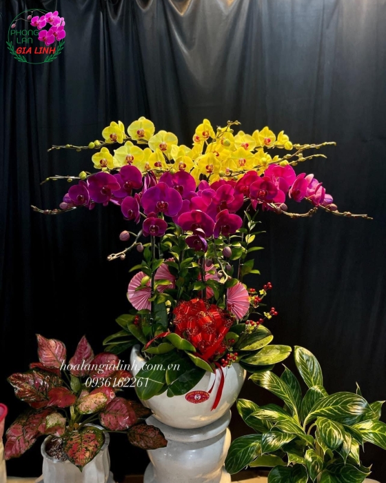 Chậu Lan Hồ Điệp Vàng - Tím - LHD0056
