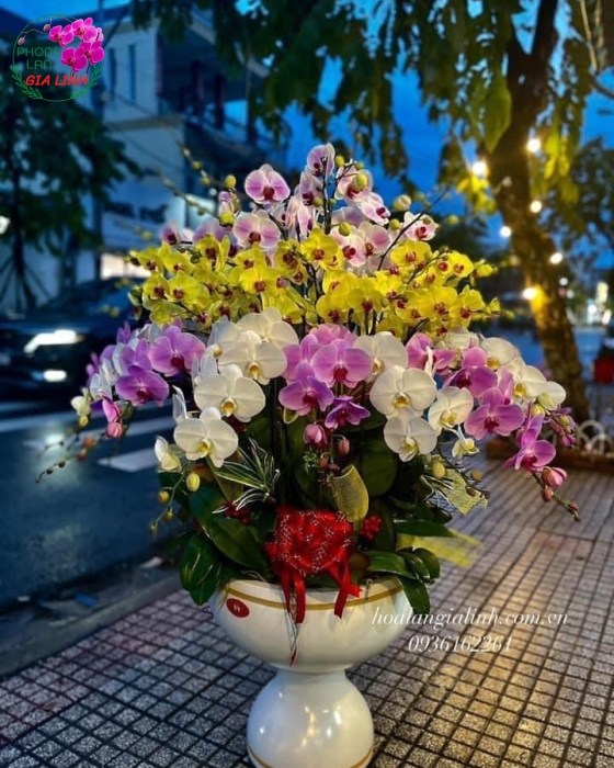 Chậu Lan Hồ Điệp Cao Cấp - LHD0061