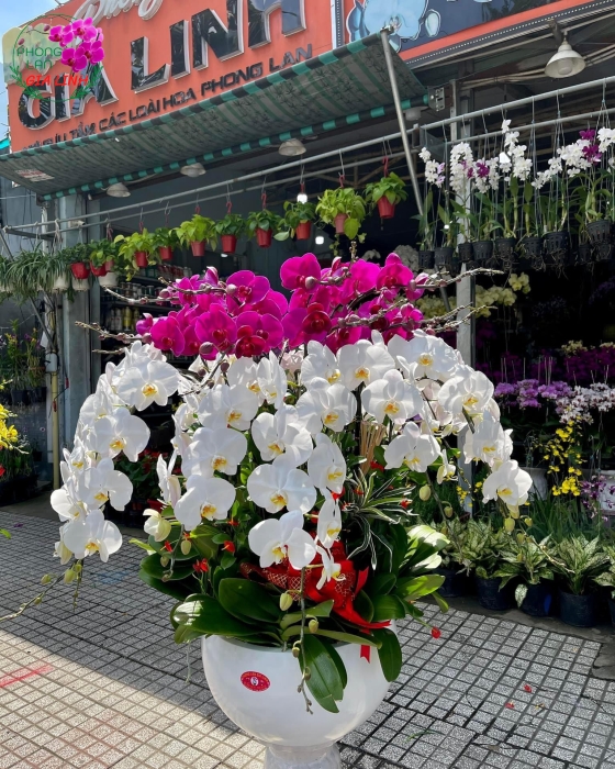 Chậu Lan Hồ Điệp Trắng - Tím - LHD0062