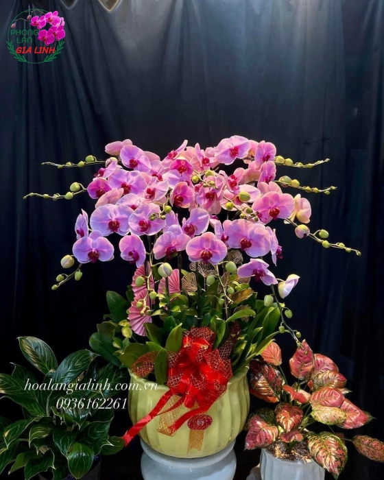 Chậu Lan Hồ Điệp Hồng - LHD0065
