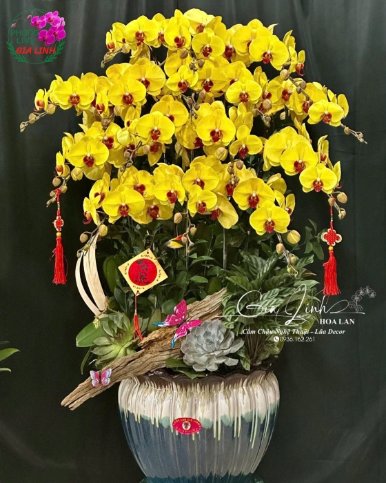 Top những hoa chưng tết lâu tàn, thu hút tài lộc 