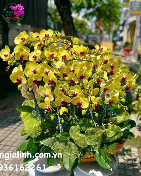Nơi mua lan đẹp chơi tết uy tín, giá tốt tại Bình Dương
