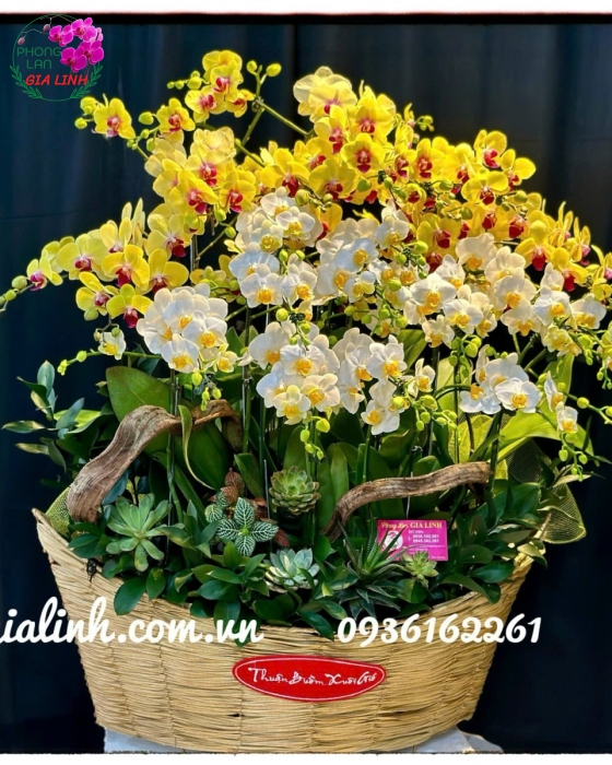 Top những hoa chưng tết lâu tàn, thu hút tài lộc 