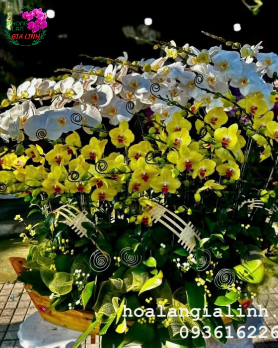 Top những hoa chưng tết lâu tàn, thu hút tài lộc 