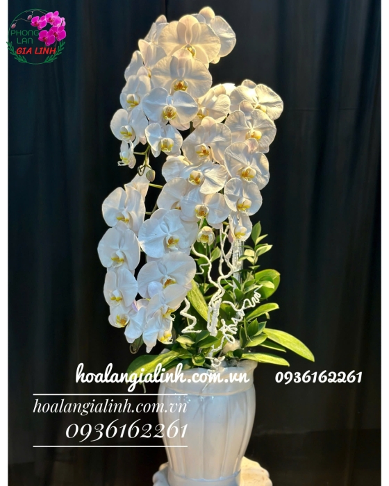 Top những hoa chưng tết lâu tàn, thu hút tài lộc 