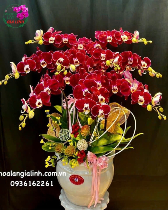 Top những hoa chưng tết lâu tàn, thu hút tài lộc 