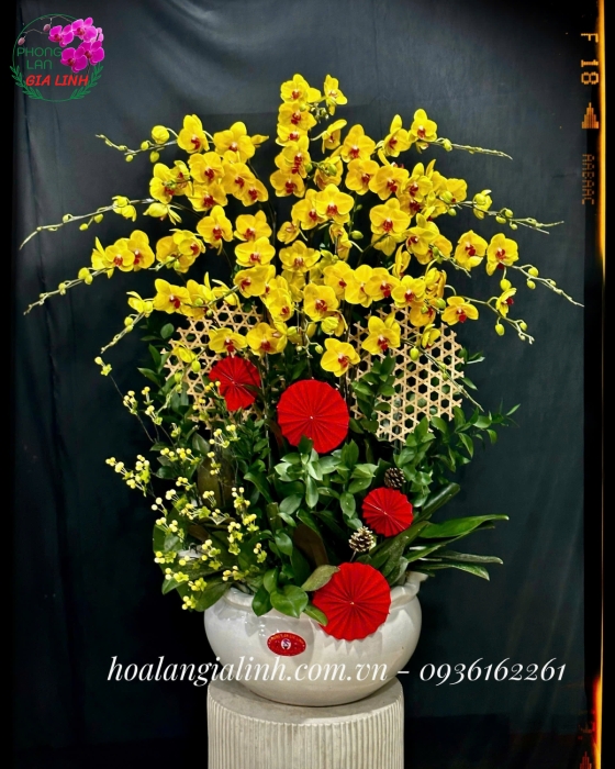 Nơi mua lan đẹp chơi tết uy tín, giá tốt tại Bình Dương