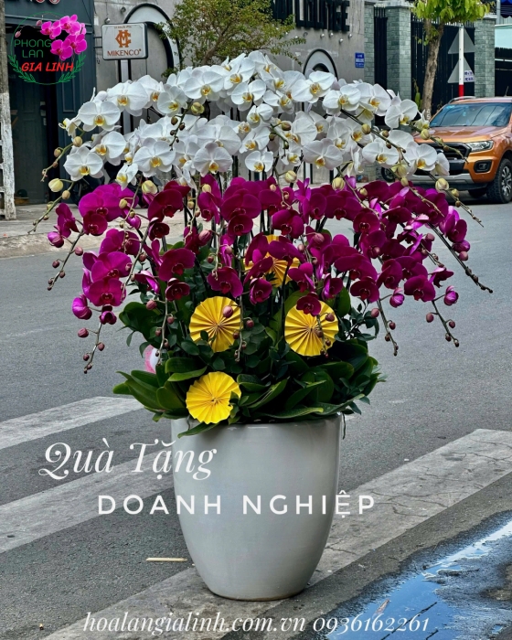 Chậu lan tết đẹp giá siêu rẻ ở đâu?