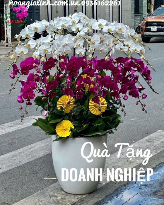Chậu lan tết đẹp giá siêu rẻ ở đâu?