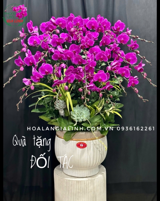 Nơi mua lan đẹp chơi tết uy tín, giá tốt tại Bình Dương