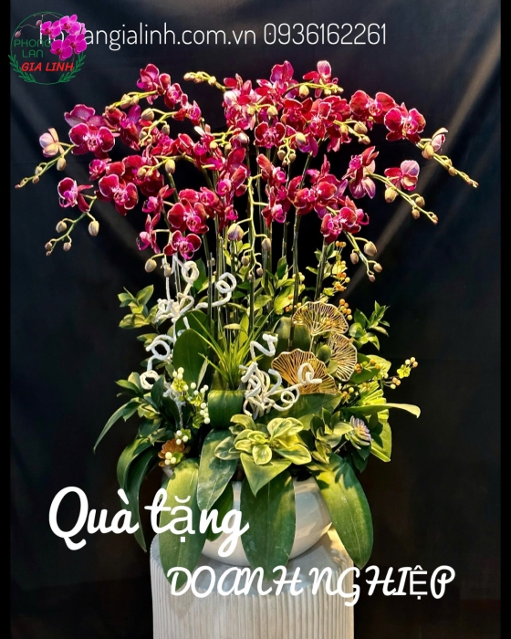 Nơi mua lan đẹp chơi tết uy tín, giá tốt tại Bình Dương