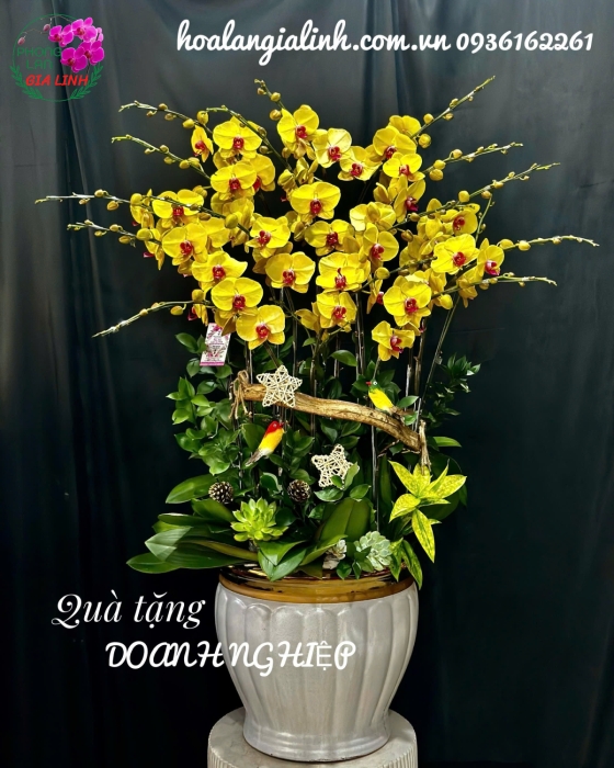 Nơi mua lan đẹp chơi tết uy tín, giá tốt tại Bình Dương
