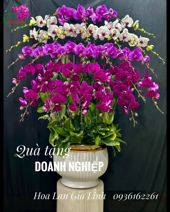 Chậu lan tết đẹp giá siêu rẻ ở đâu?