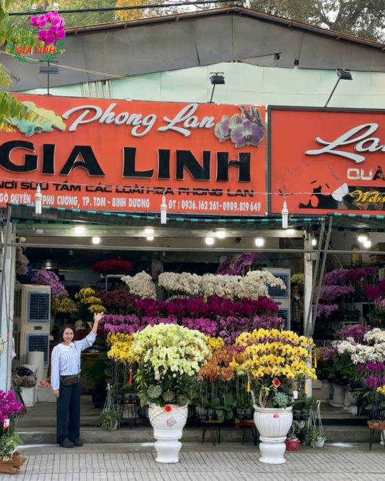 Chậu lan tết đẹp giá siêu rẻ ở đâu?